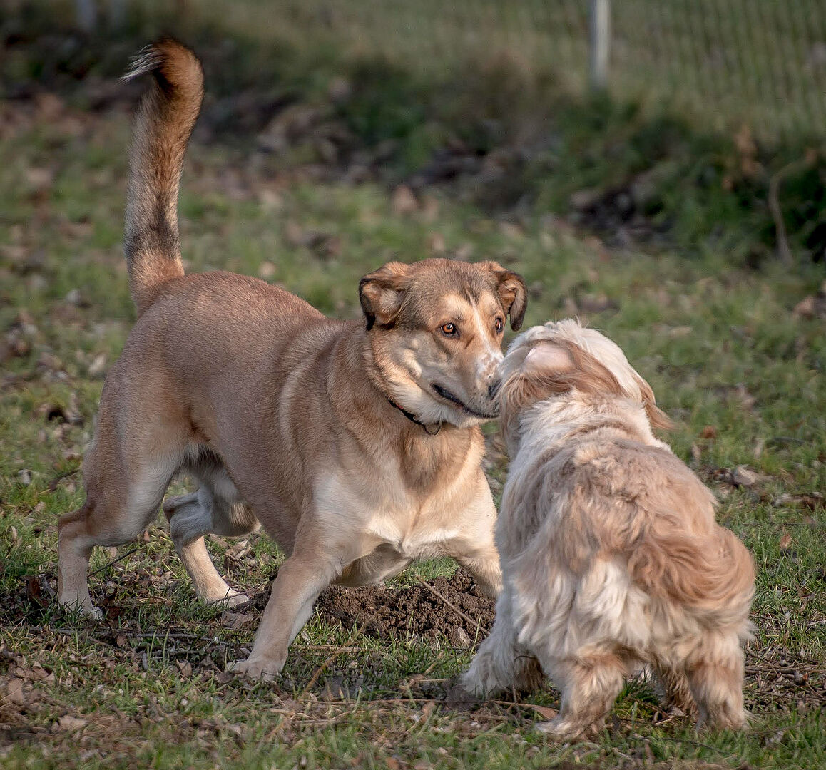Zusätzliche Hundewiese geplant