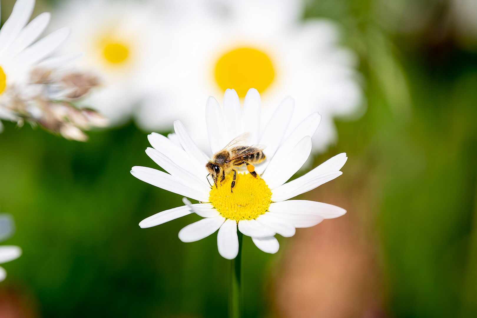 Jeder und jede kann etwas für die Bienen tun!